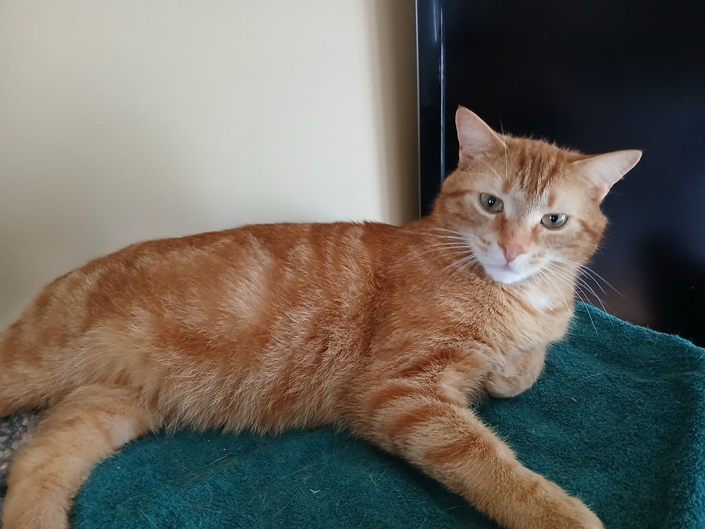 Pekoe