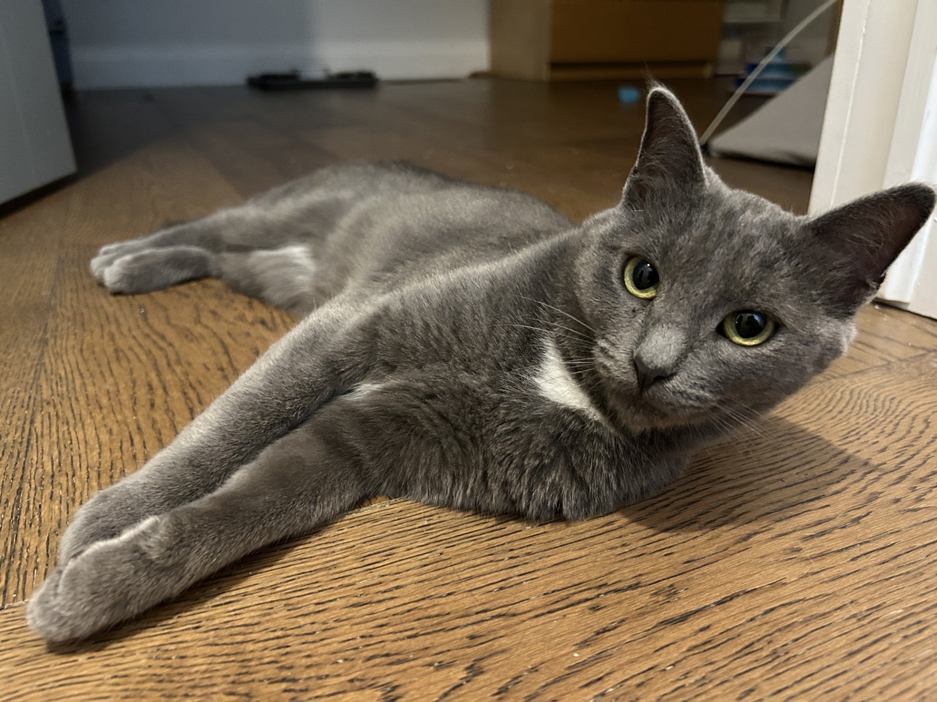 Willow