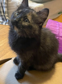 Astro