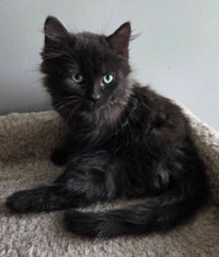 Benji