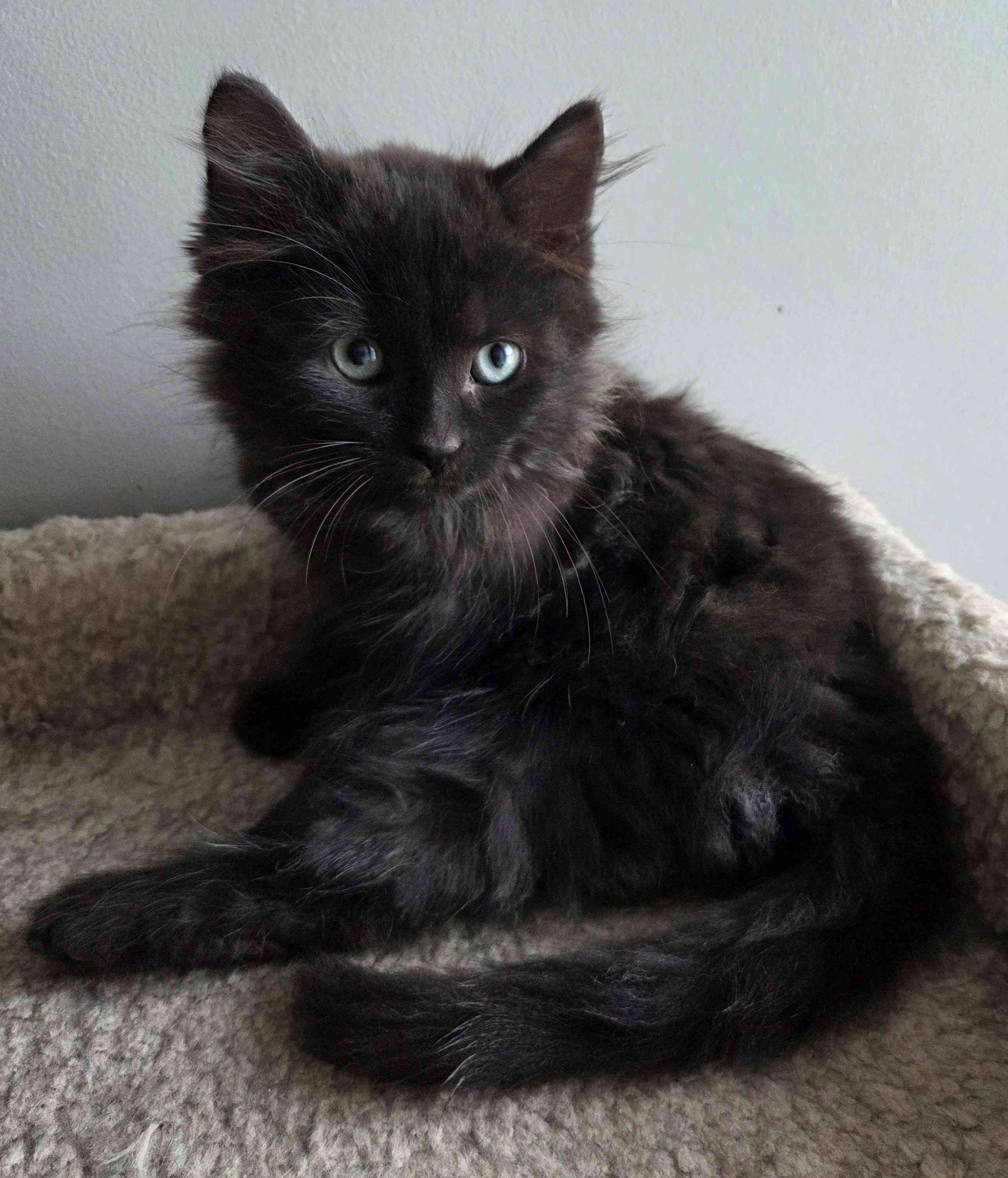 Benji