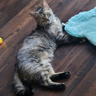 Biscuit
