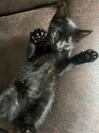Black Panther