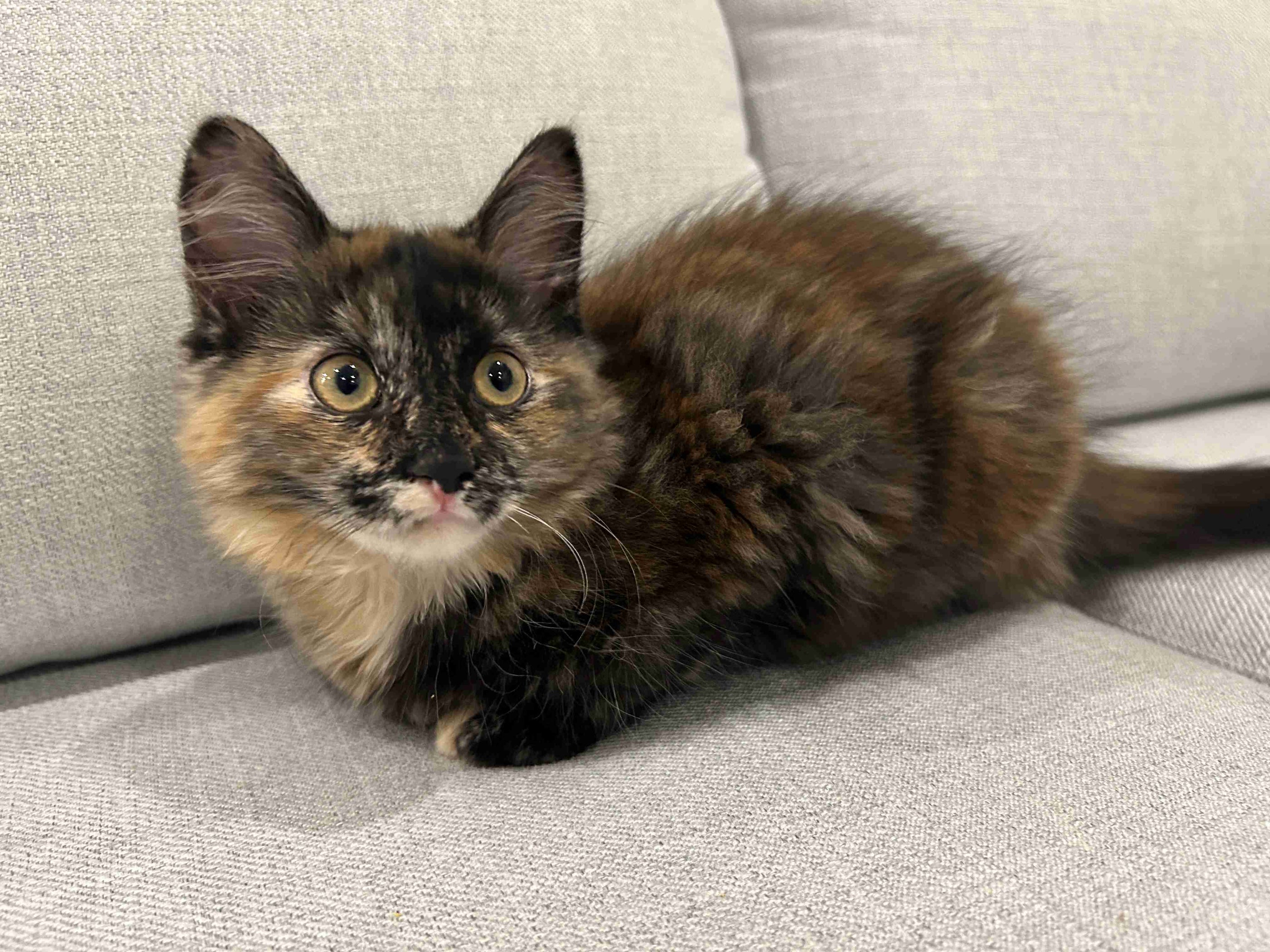 BonBon