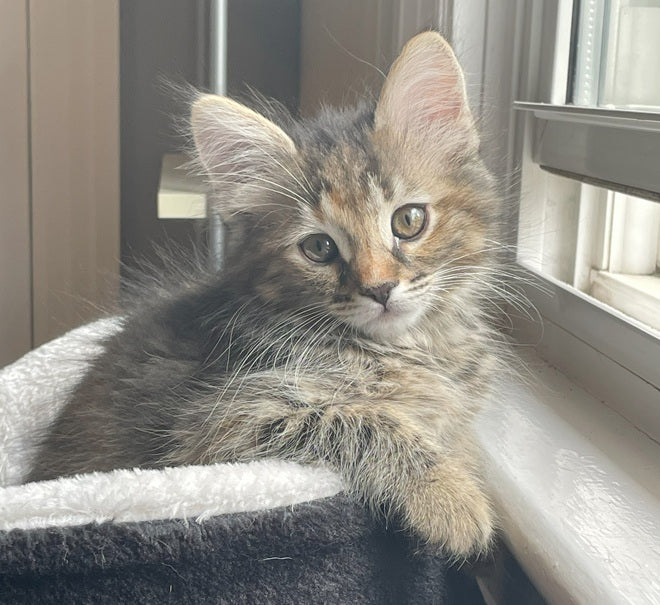 Cosmo