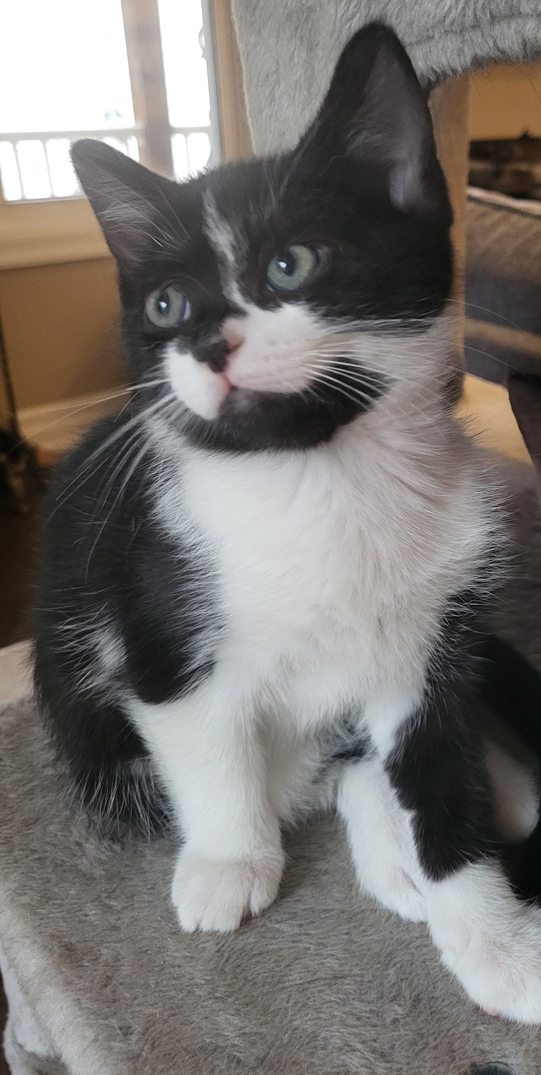 Higgins