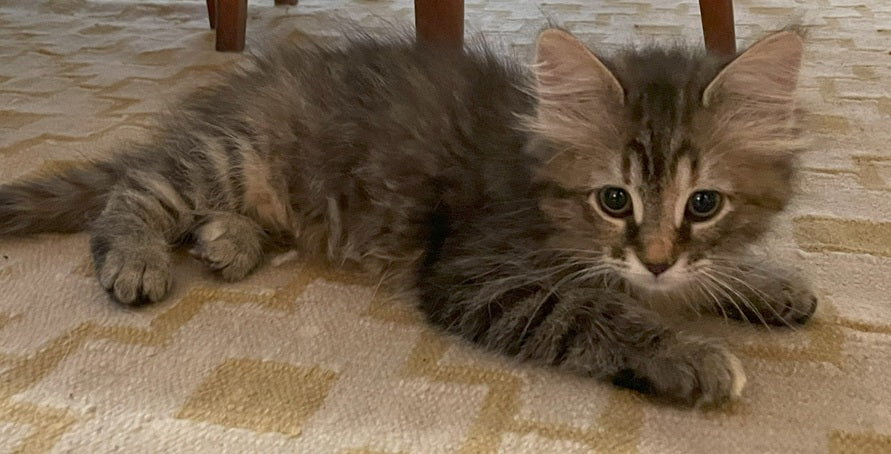 Nova