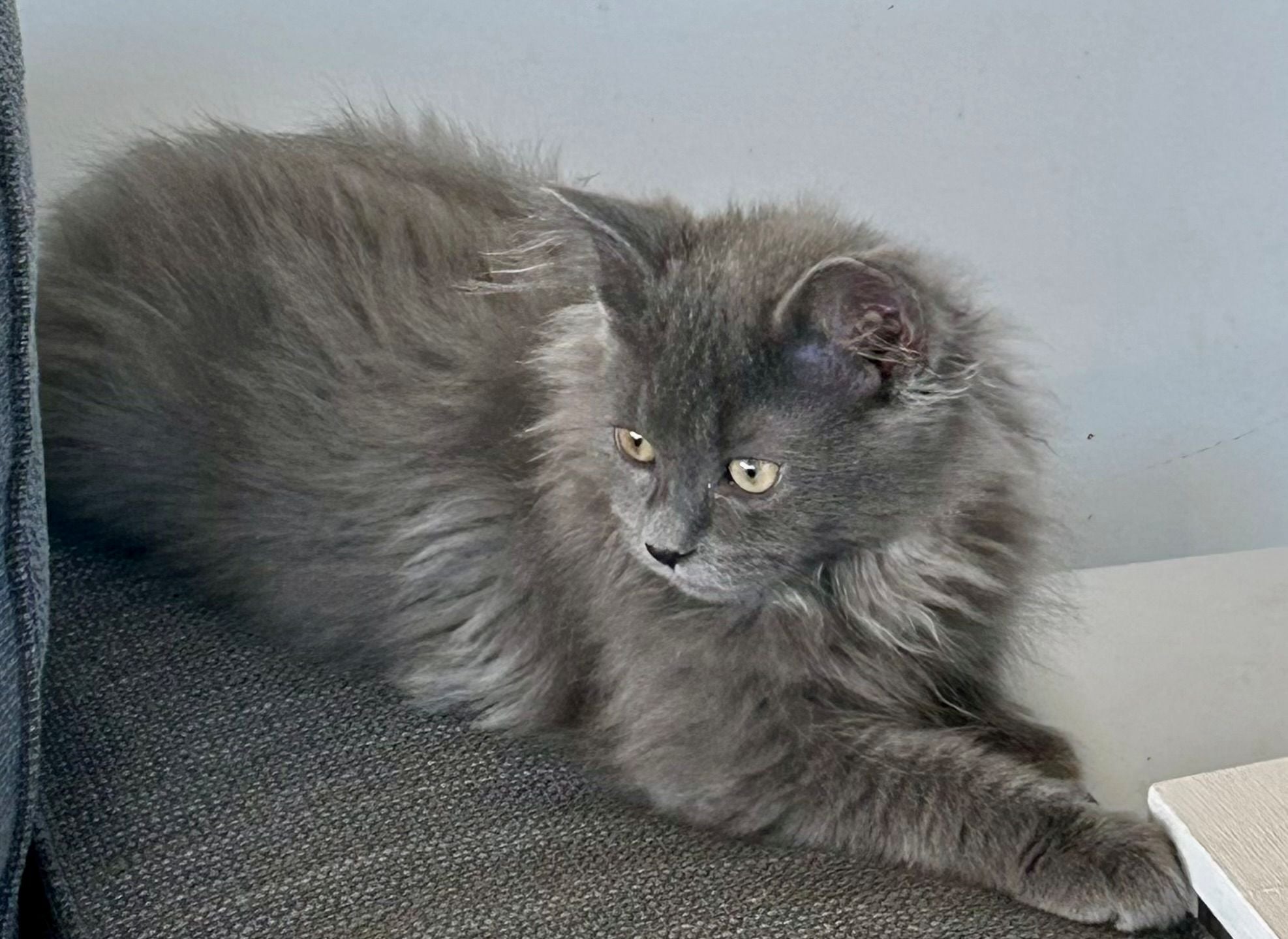 Oz