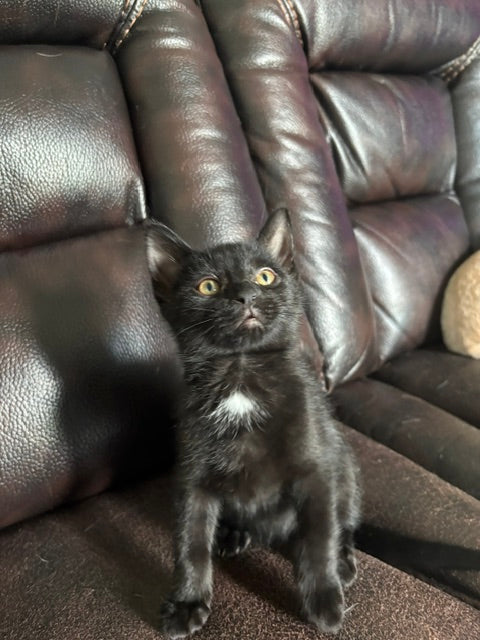 Thor