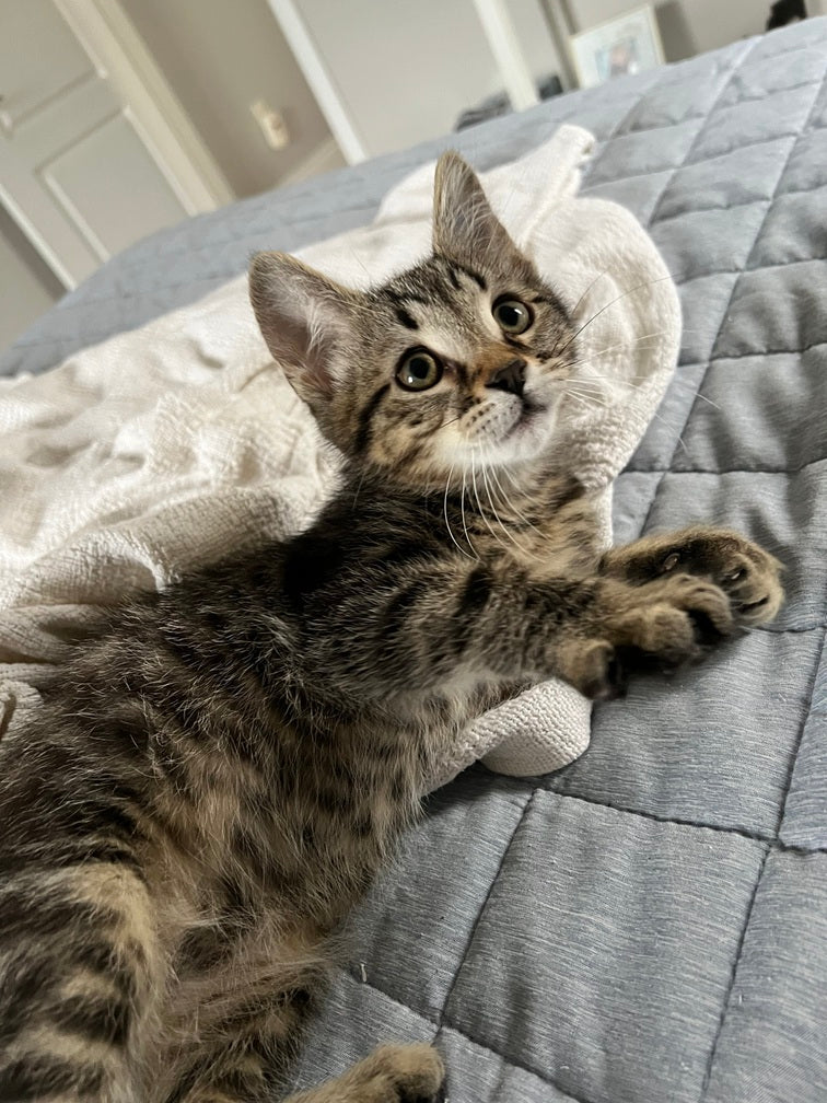 Wonton